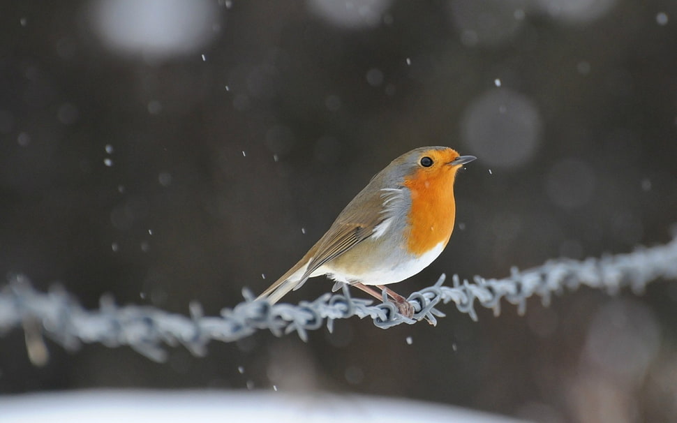 gray and orange bird on barb wire HD wallpaper